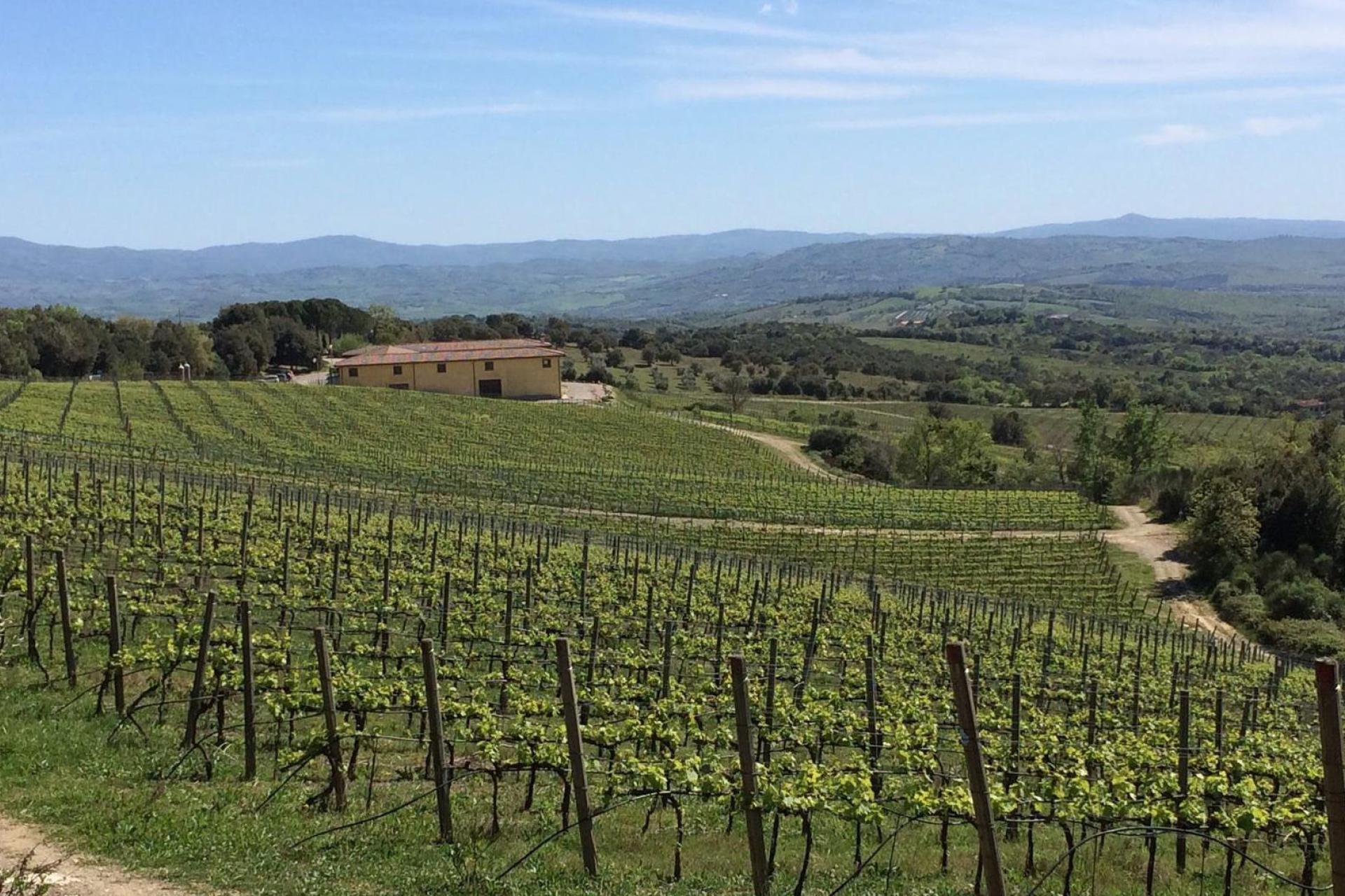 Agriturismo Toscane Agriturismo zuidelijk van Siena tussen de wijngaarden