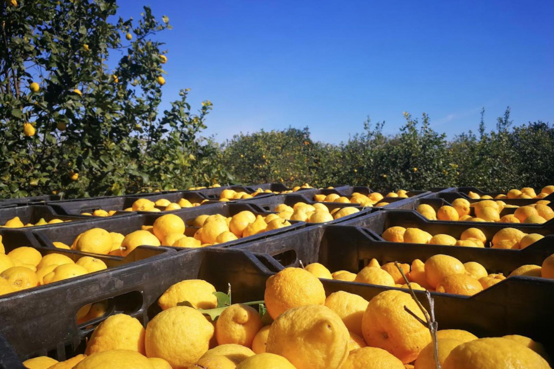 Agriturismo Sicilie Agriturismo tussen de citrusbomen in Sicilie