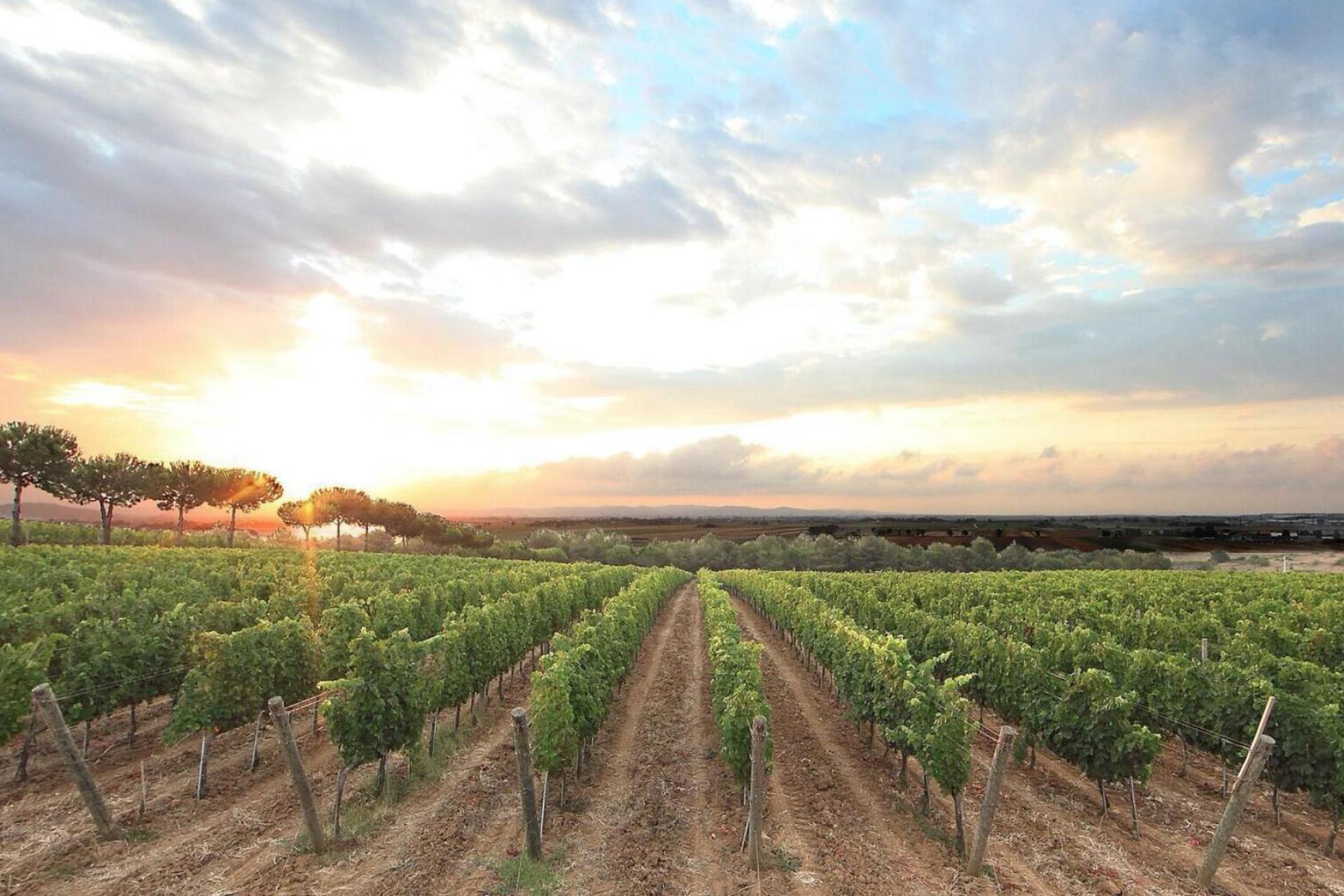 Agriturismo Toscane Glamping Toscane op een wijnboerderij 2 km van zee