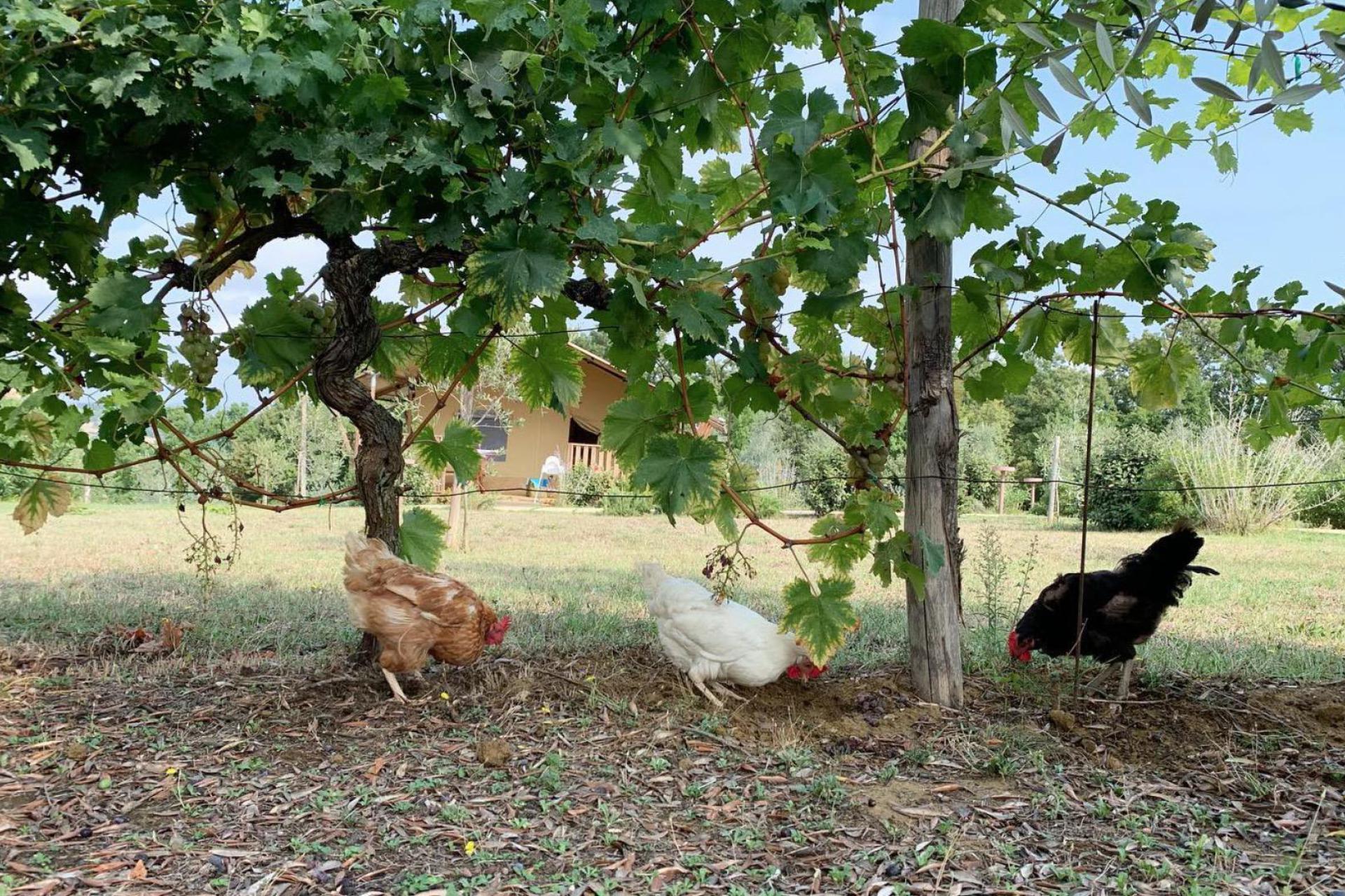 Agriturismo Toscane Rustige agriturismo tussen de wijngaarden in Toscane