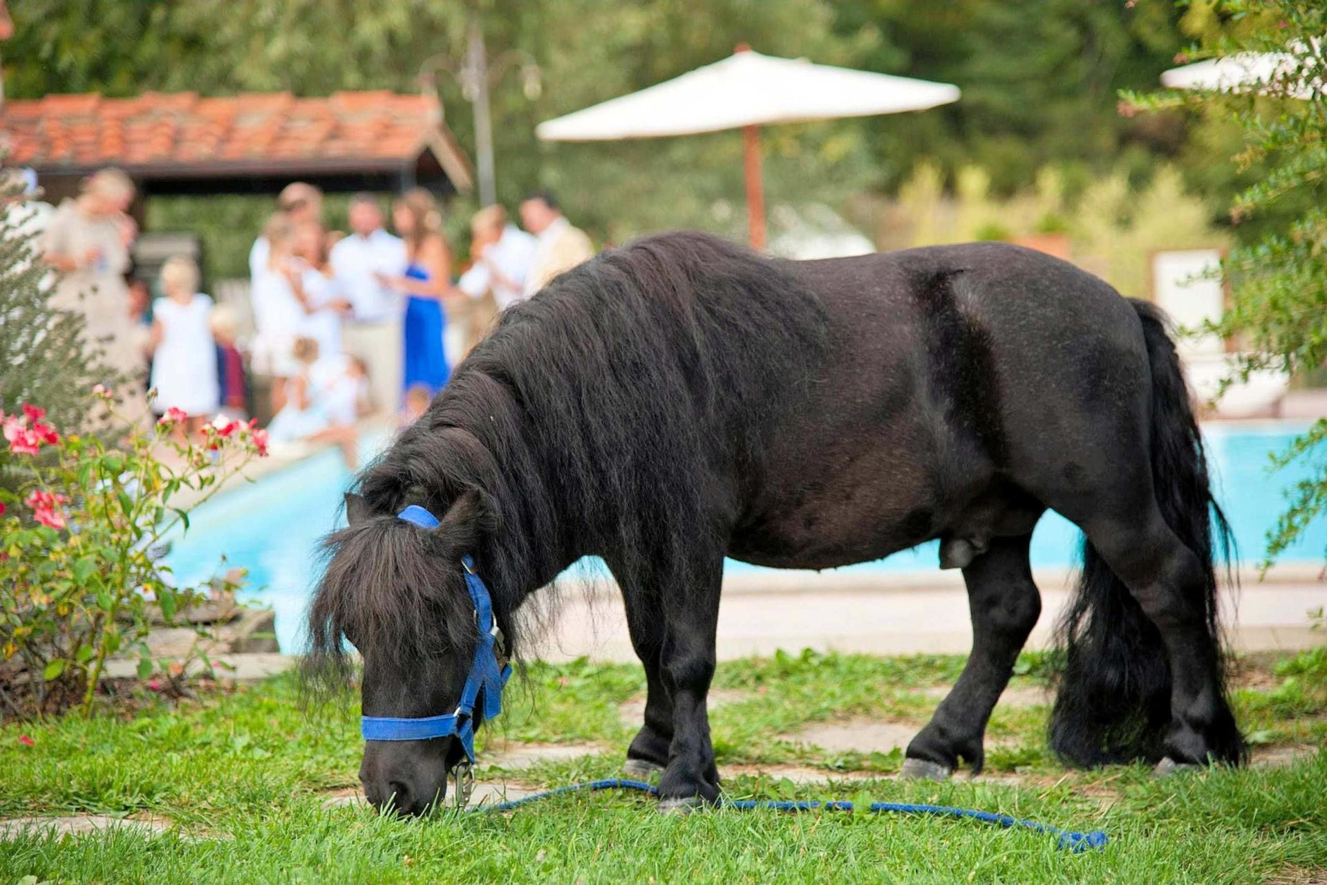 Familievriendelijke agriturismo vlakbij Arezzo