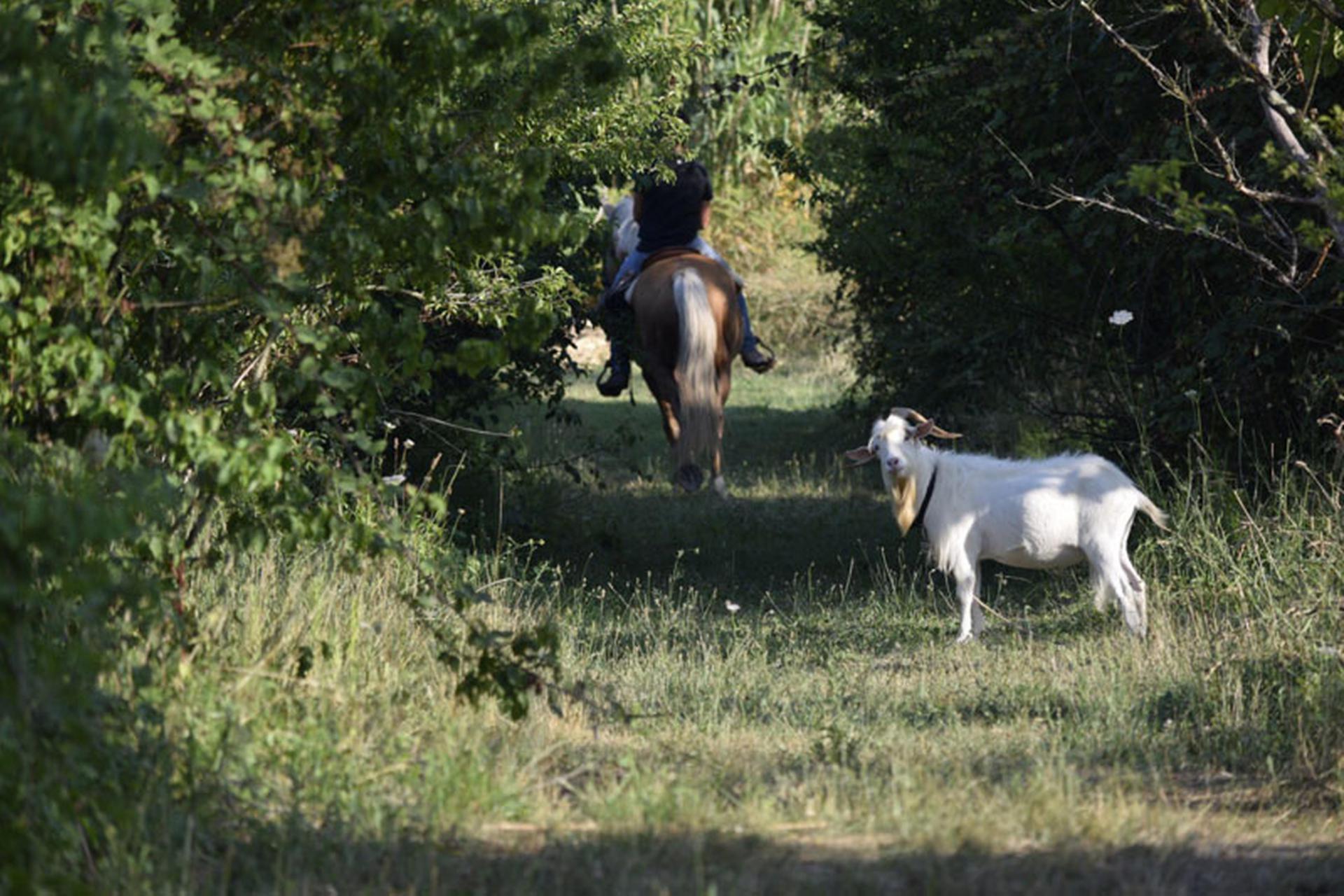 Kindvriendelijke agriturismo met dieren en bio pool