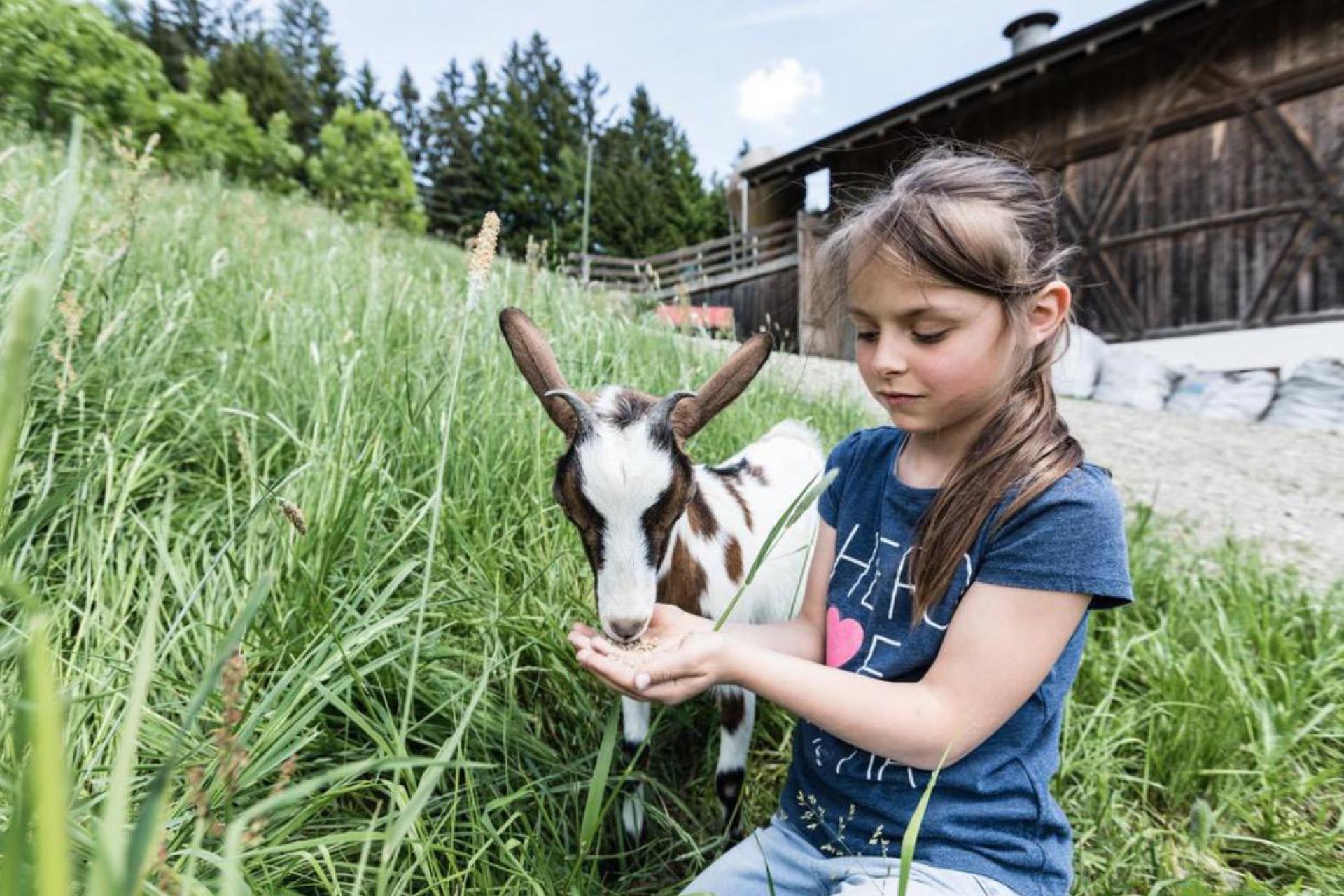 Boerderij met dieren in de bergen van Trentino