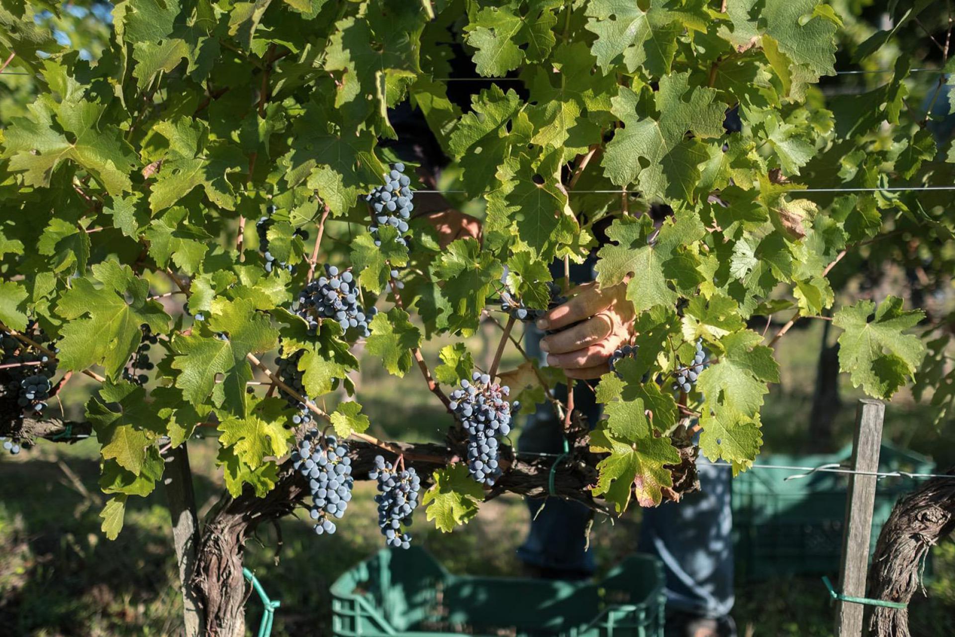 Prachtige olijf- en wijnboerderij met eigen wijnkelder