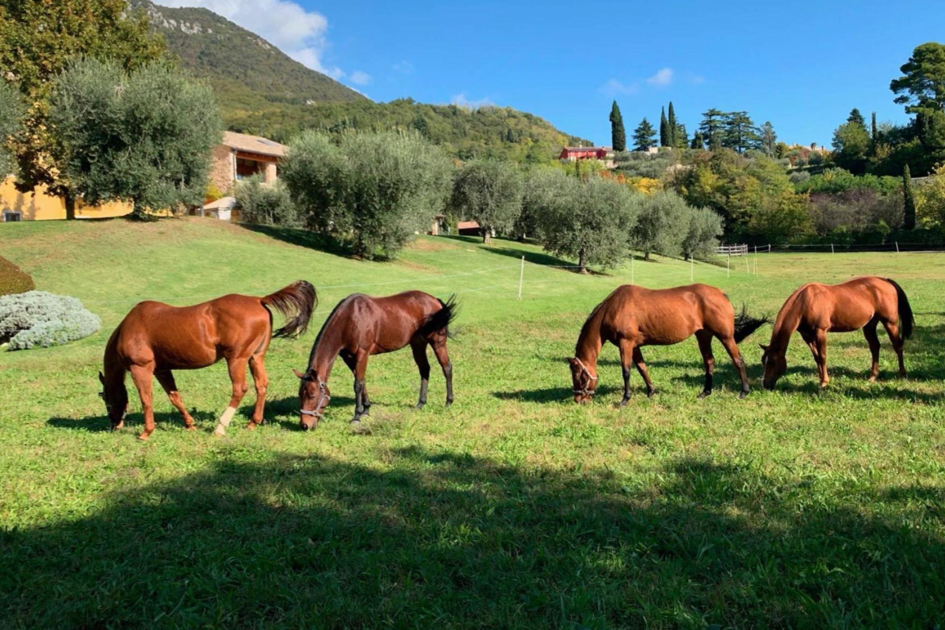 Agriturismo Gardameer met sfeervolle appartementen
