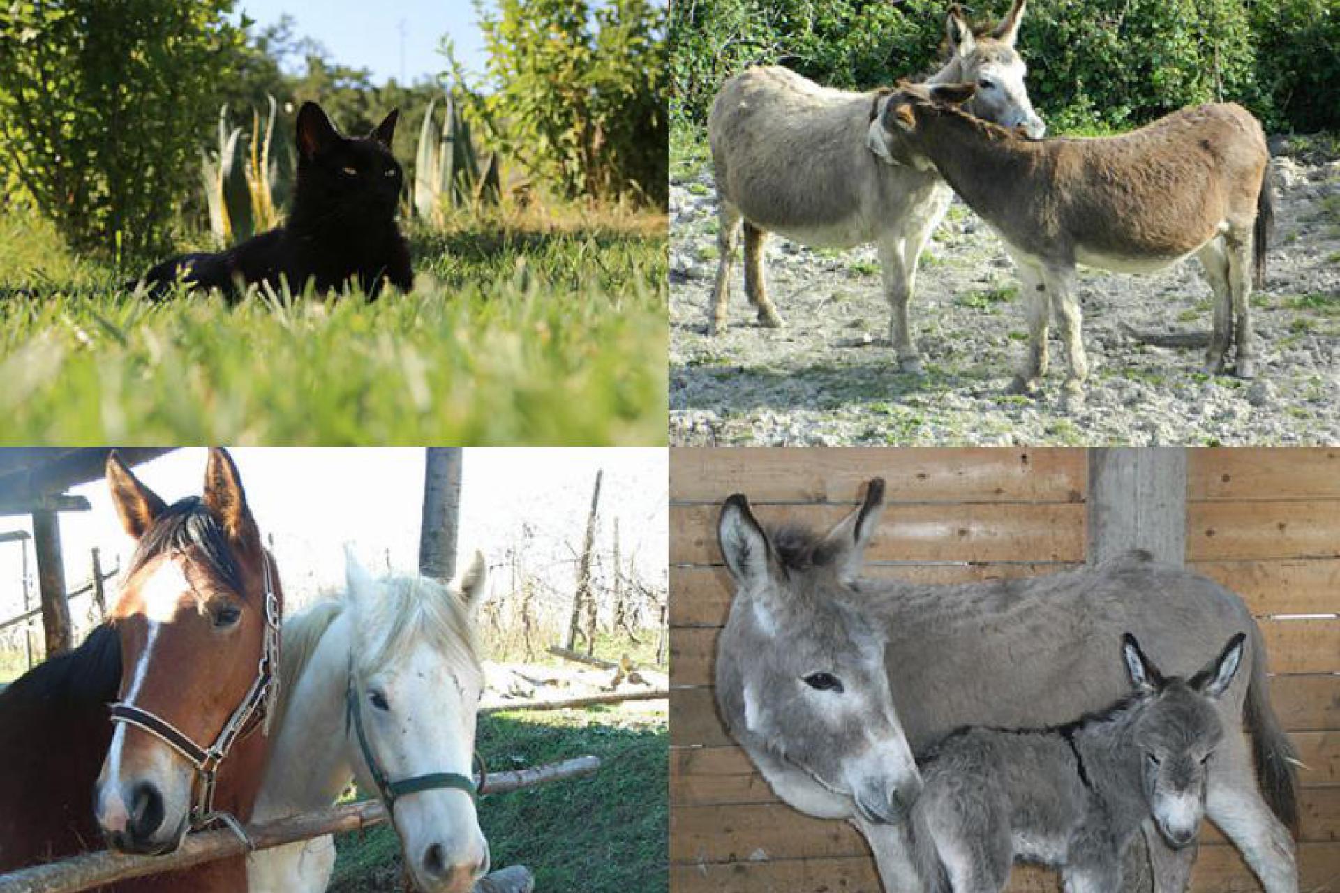 Gezellige boerderij met verschillende boerderijdieren