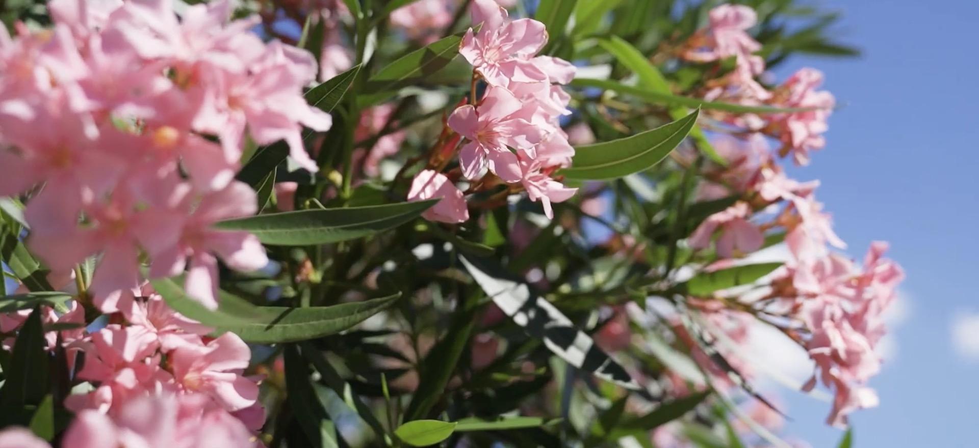 Agriturismo Piemonte Agriturismo en wijnboerderij in de heuvels van Piemonte