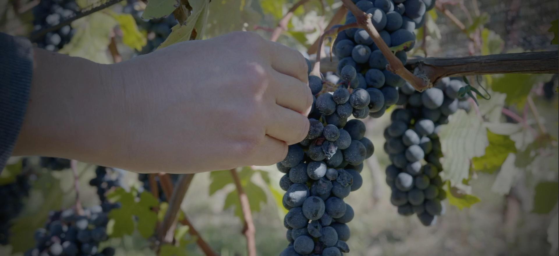 Agriturismo Piemonte Agriturismo Piemonte tussen wijgaarden met restaurant