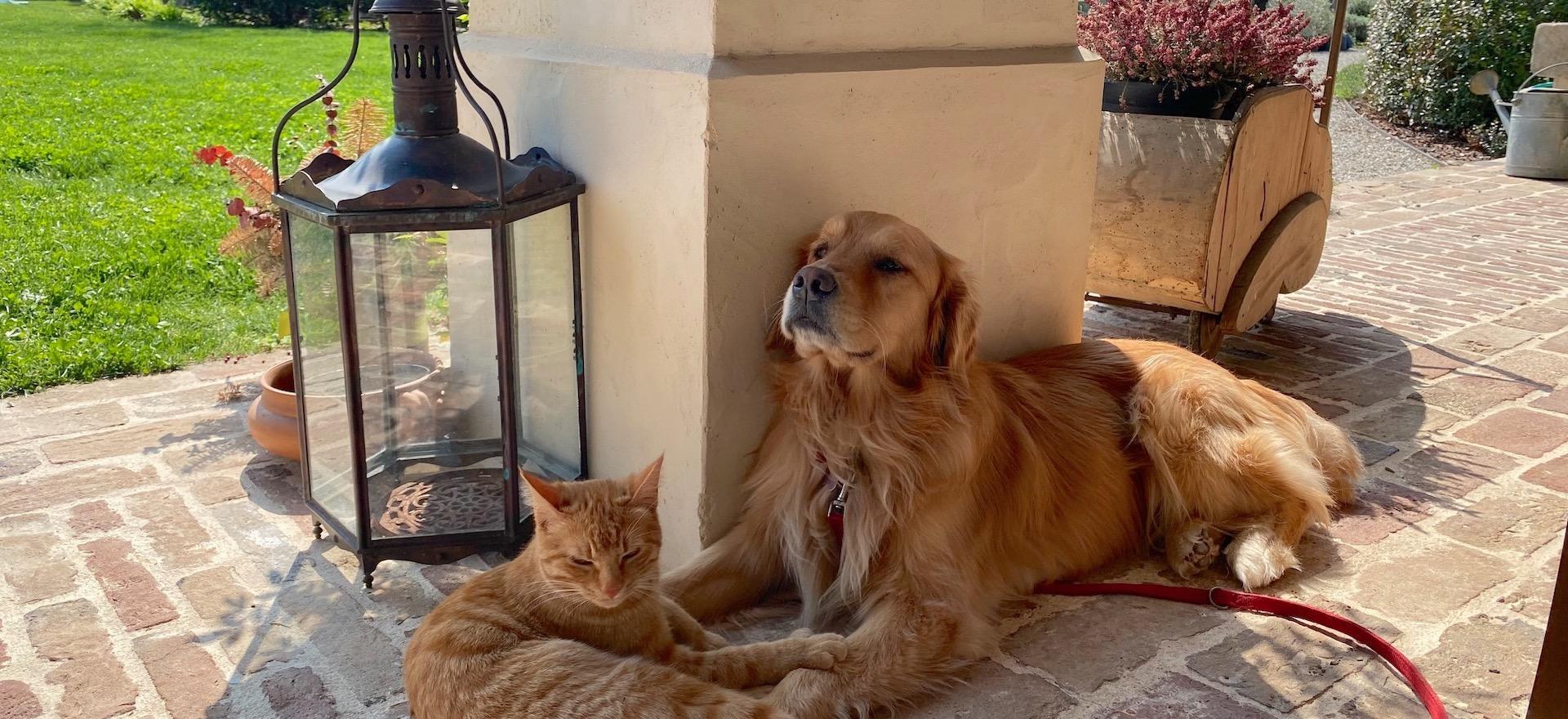 Agriturismo Veneto Elegante B&B centraal in de Veneto