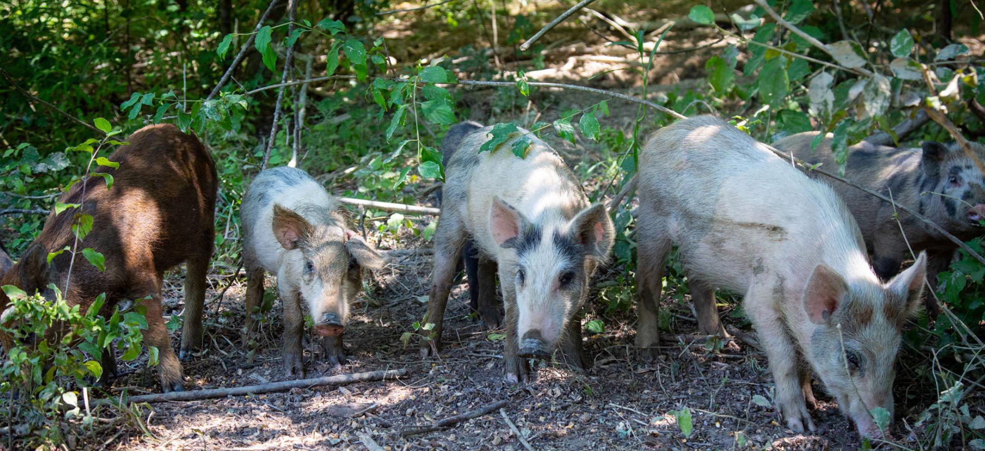 Agriturismo Toscane Erg leuke agriturismo in Toscane met restaurant