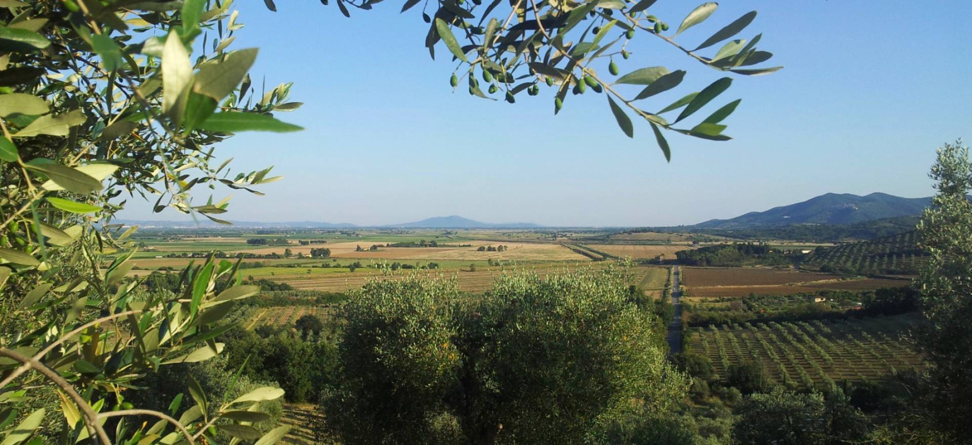 Agriturismo Toscane Rustige olijfolie agriturismo nabij Toscaanse kust